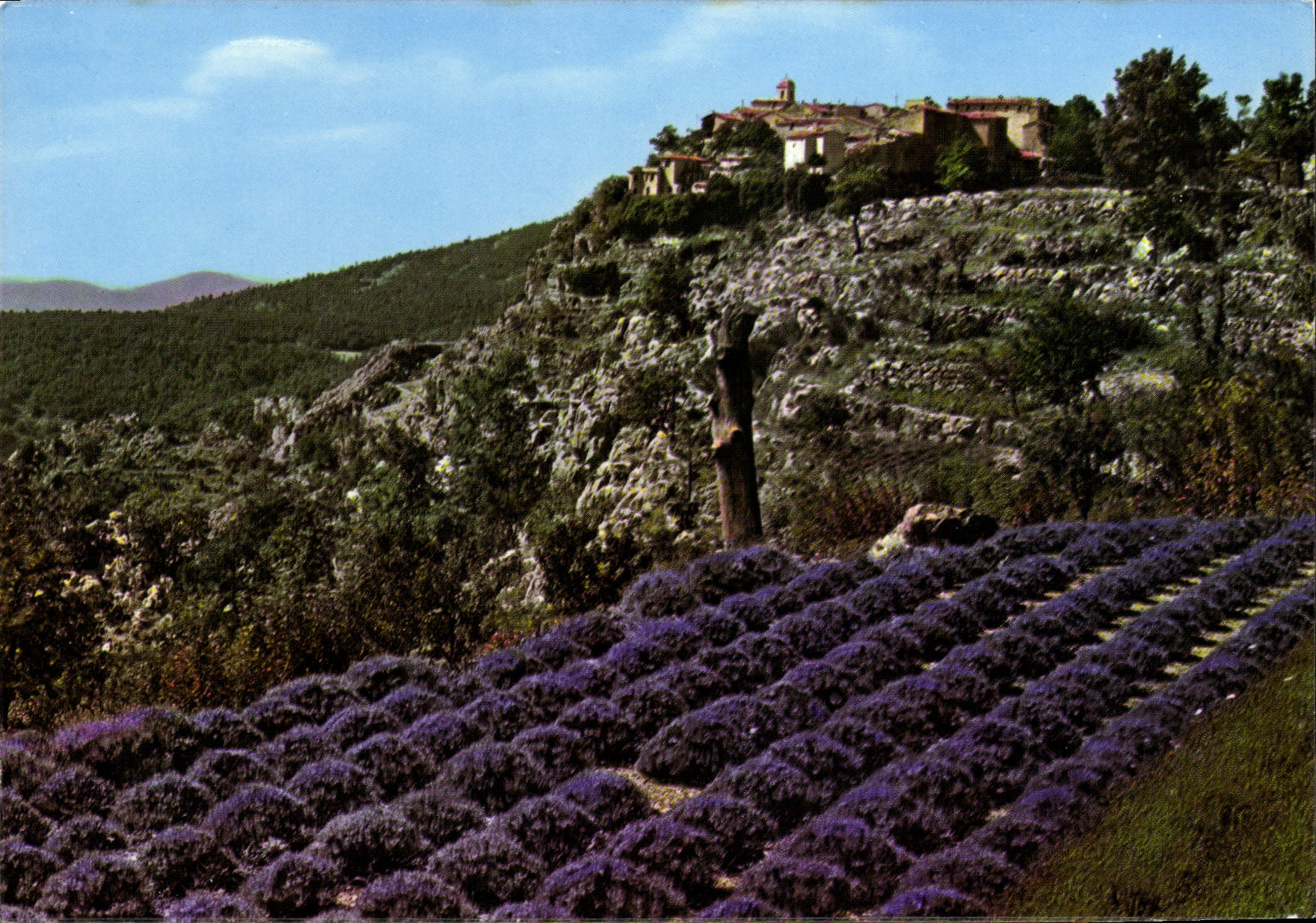 Gourdon — Champ de lavande et vieux village — Les Éditions Gilletta, Nice