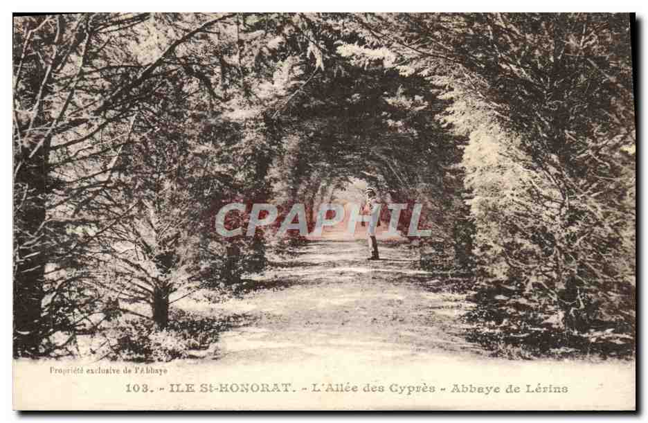 CPA Ile Saint Honorat L'allee des cypres Abbaye de Lerins 