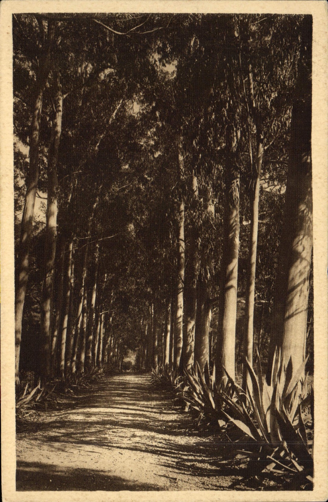 CPA lle Ste Marguerite Allee d'eucalyptus