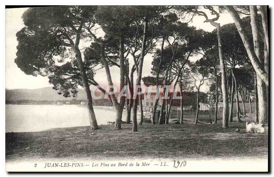 CPA Juan les Pins Les Pins au Bord de la Mer 