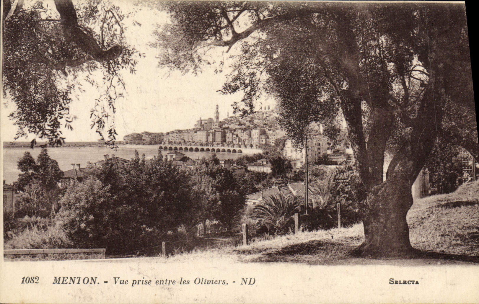 CPA Menton Vue Prise Entre les Oliviers