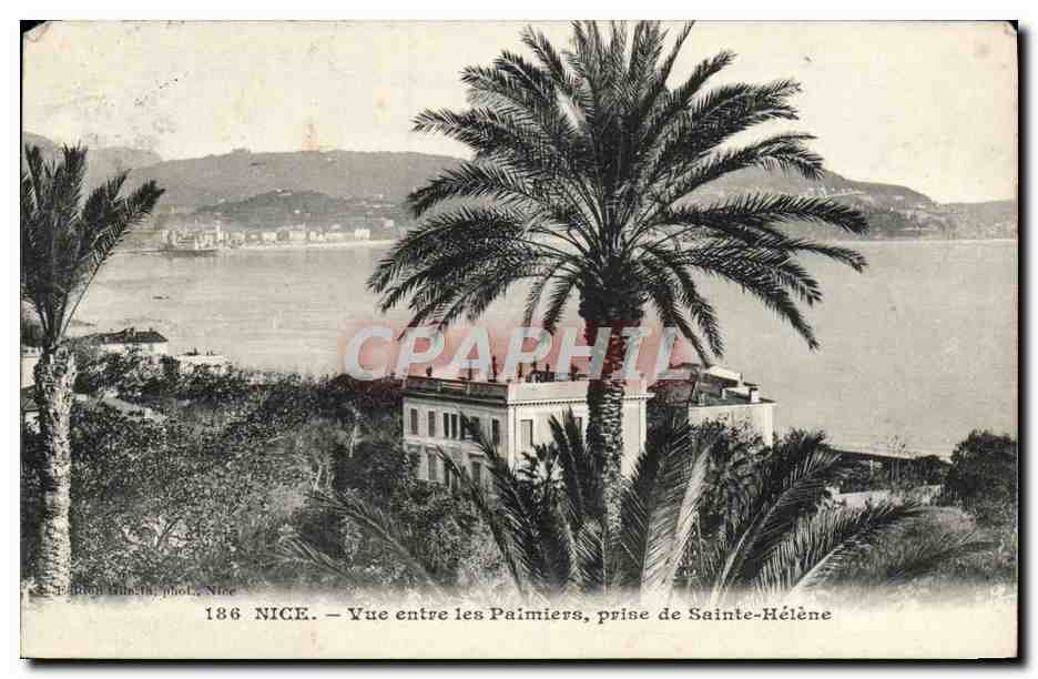 CPA Nice Vue entre les Palmiers prise de Sainte Helene 