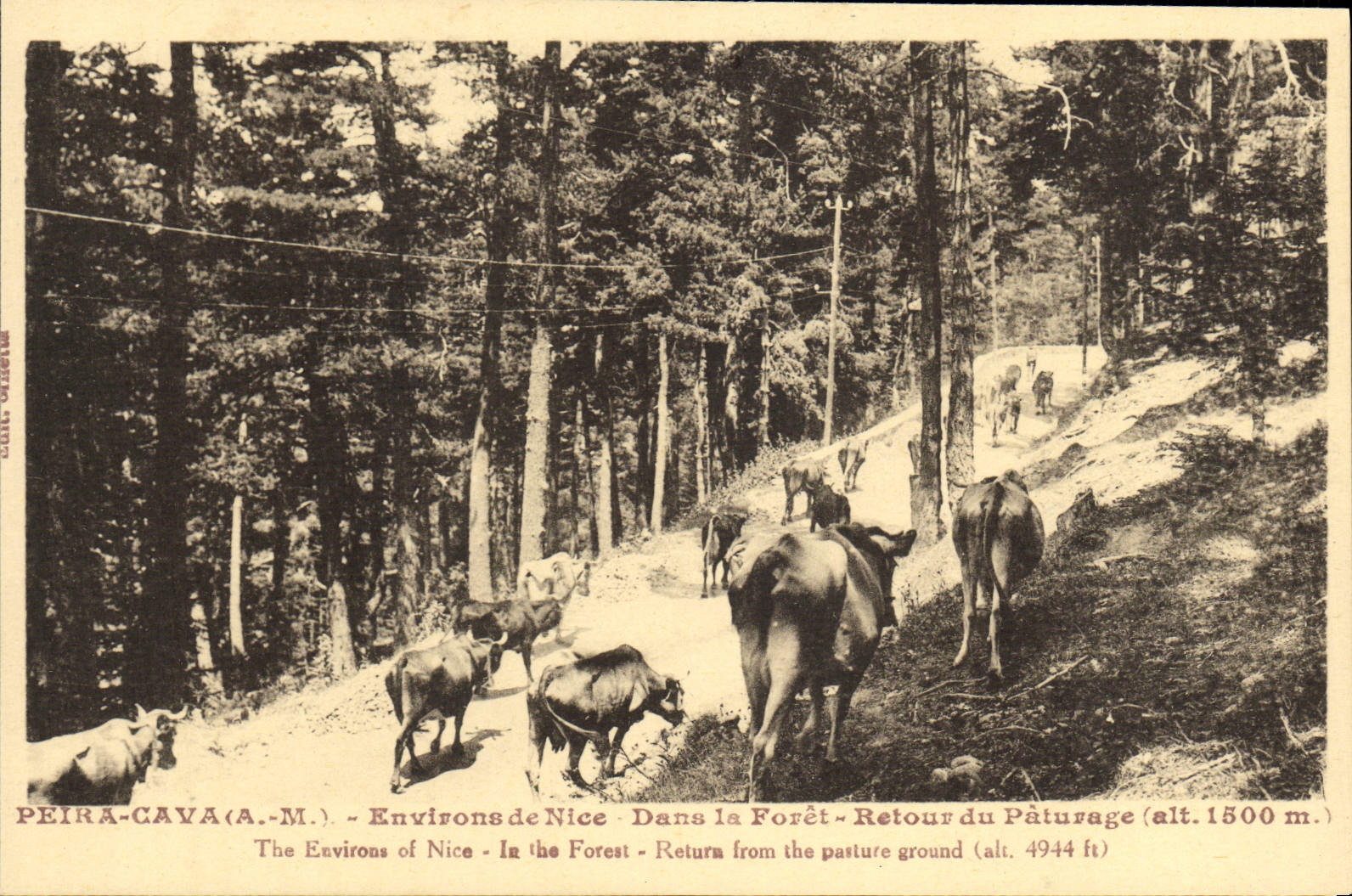 CPA Peira Cava Environs de Nice Dans la Foret Retour du paturage Vaches
