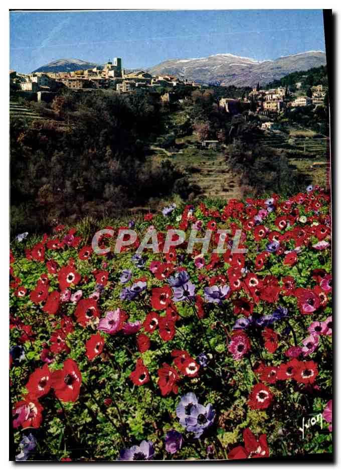 Saint-Paul-de-Vence — La floraison des anémones — Éditions Arcueil