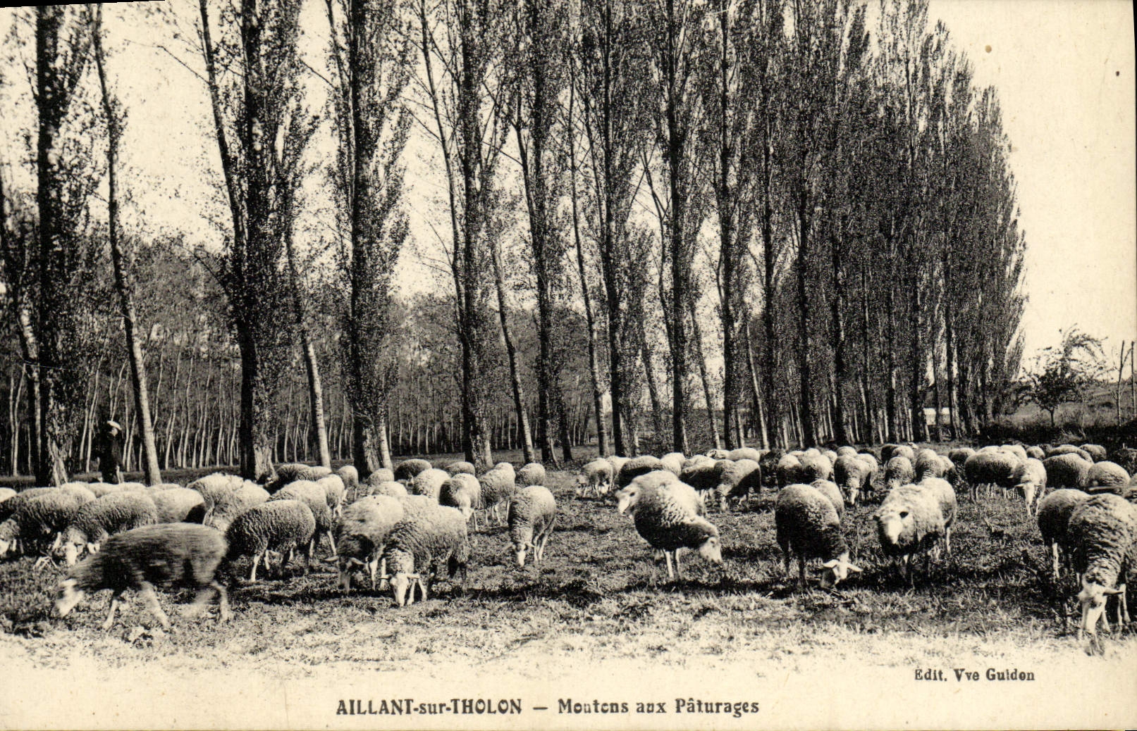 CPA Aillant Sur Tholon Montens Aux Paturages