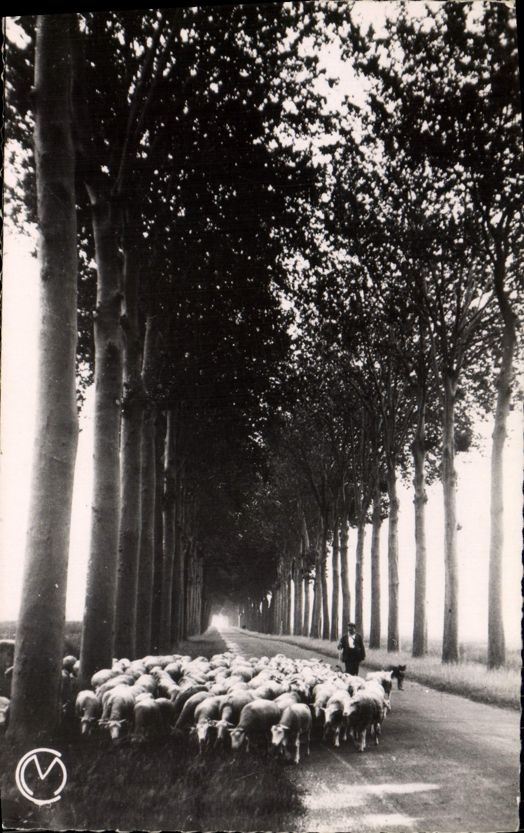 Environs d'Avallon — Berger avec troupeau de moutons sous allée d'arbres — Photo Collin, série 251