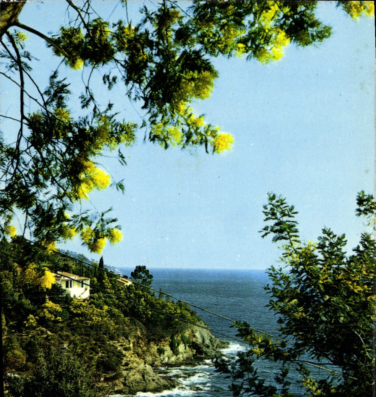 Mimosas dorés sur la Côte d'Azur — Bandol, Éditions Les Éditions