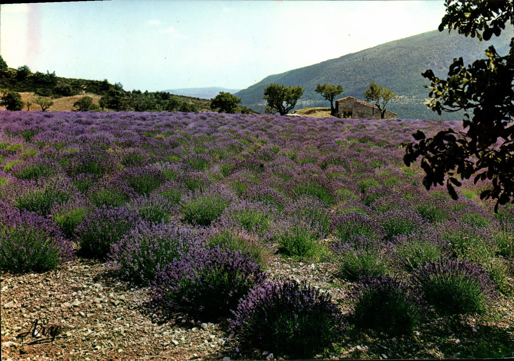 Champ de lavande — Provence — Édition Tardy