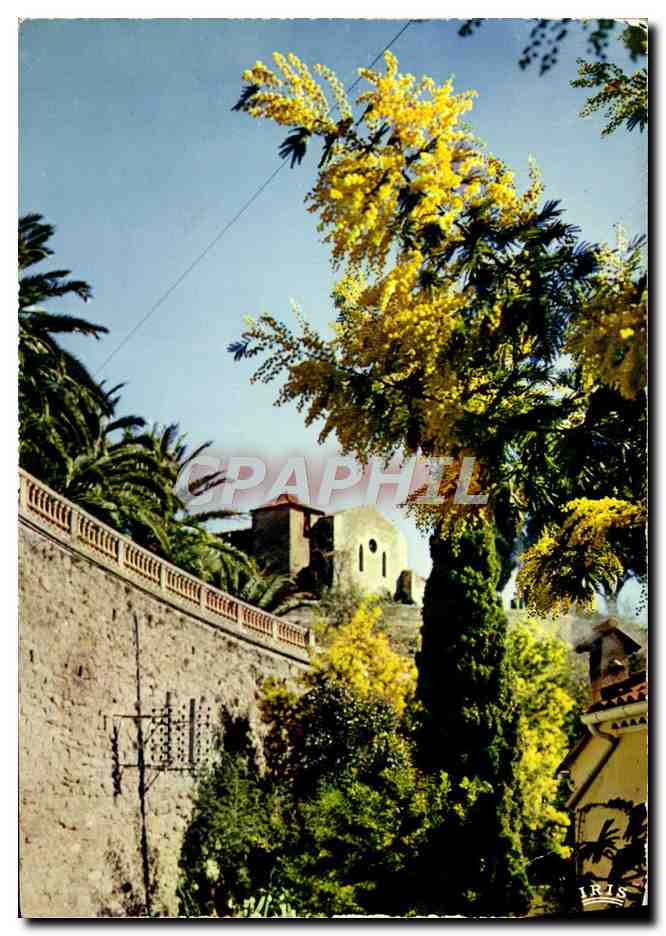 CPM La Cote d'Azur Bormes Les Mimosas La Chapelle