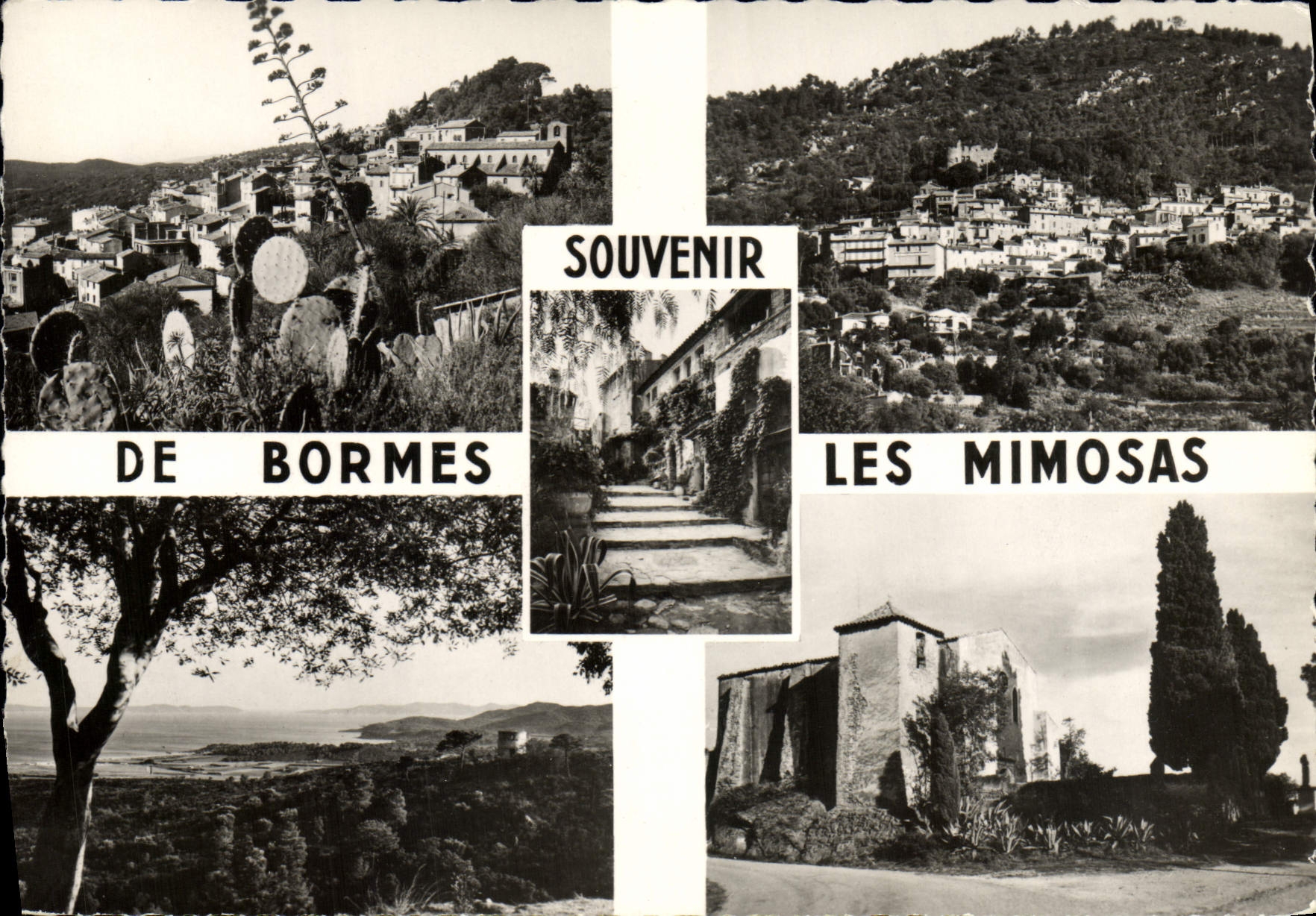 CPM Souvenir De Bormes Les Mimosas