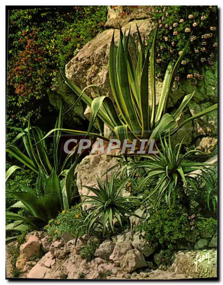 Cactusgarten in Nîmes — Éditions Jeanneville, Nr. 80