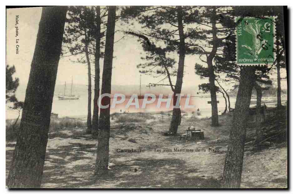 CPA Cavalaire Les Pins Maritimes De La Plage