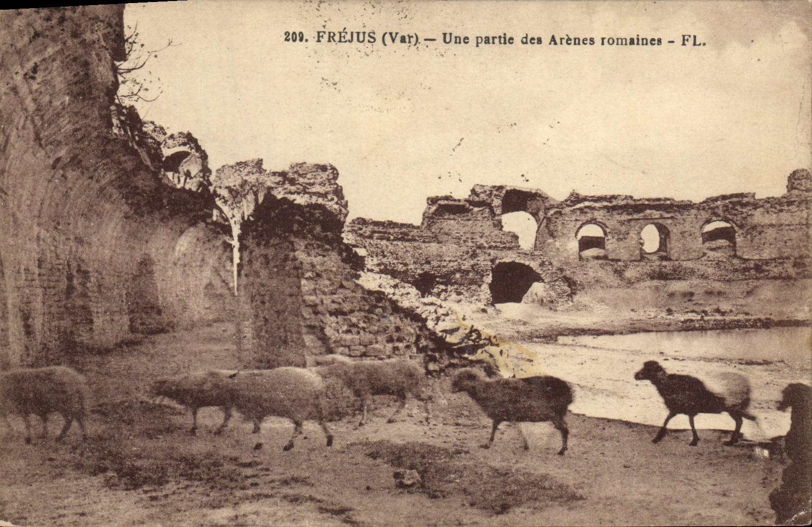 CPA Frejus Une Partie des Arenes romaines Moutons 