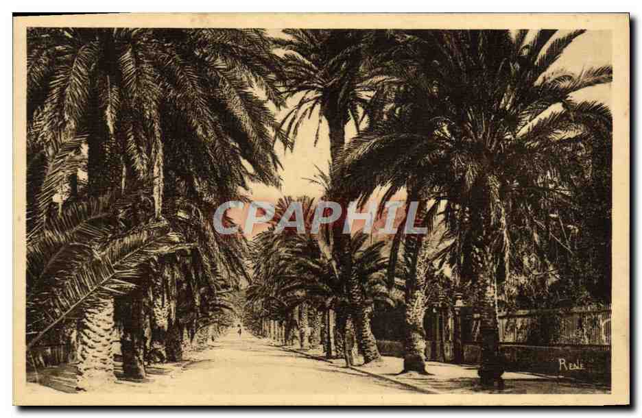 CPA Hyeres Les Palmiers Avenue Godillot