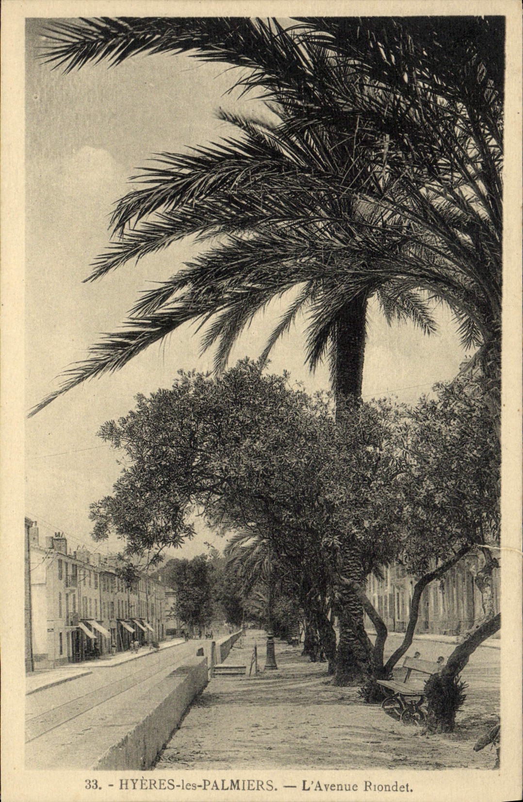 CPA Hyeres les Palmiers L'Avenue Riondet
