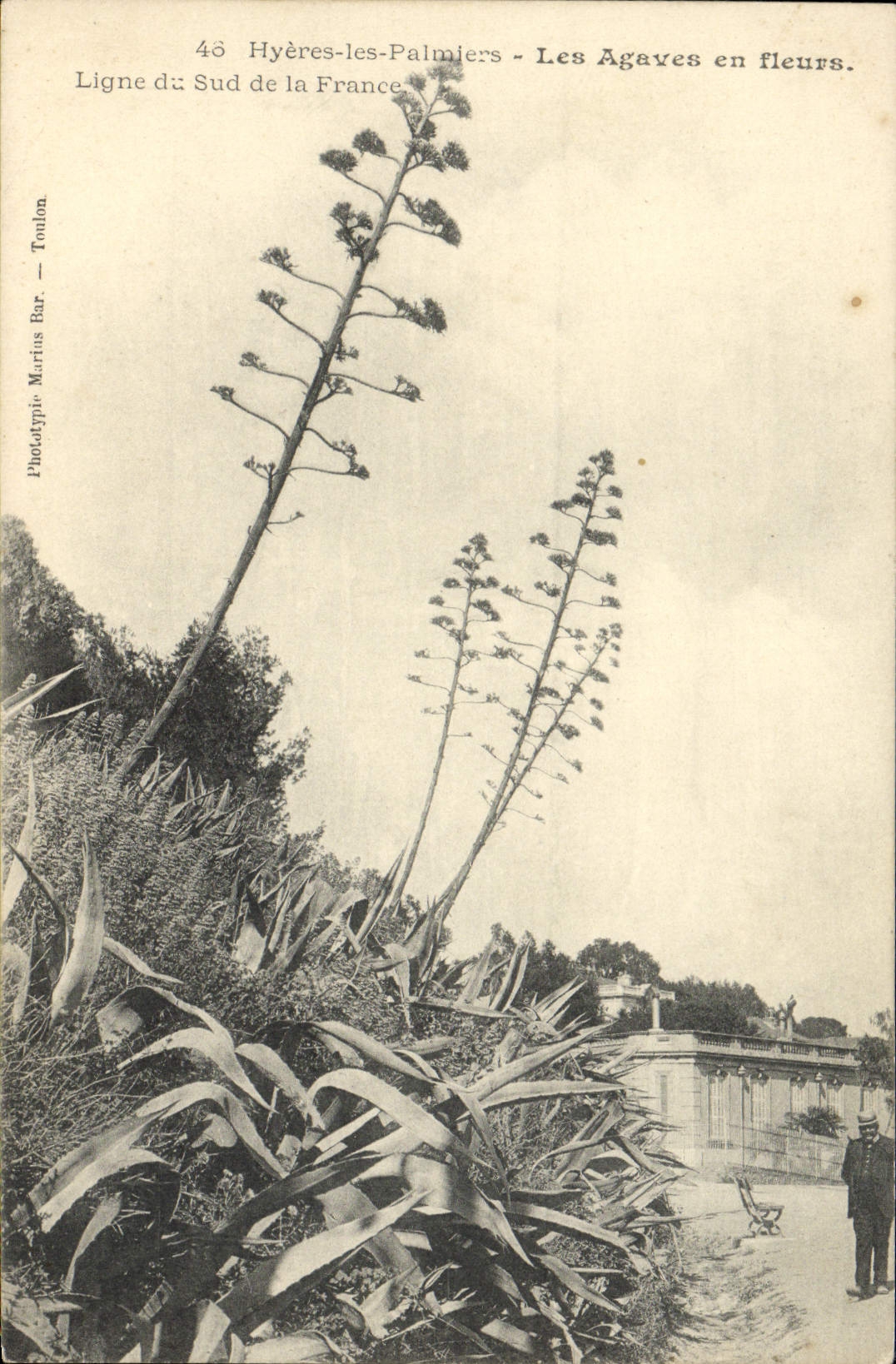 CPA Hyeres les palmiers Les Agaves en fleurs Ligne du Sud de la France