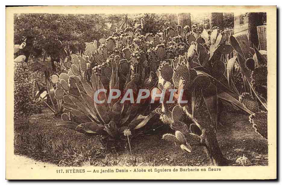 CPA Hyeres Au Jardin Denis aloes et figuiers de Barbarie en fleurs