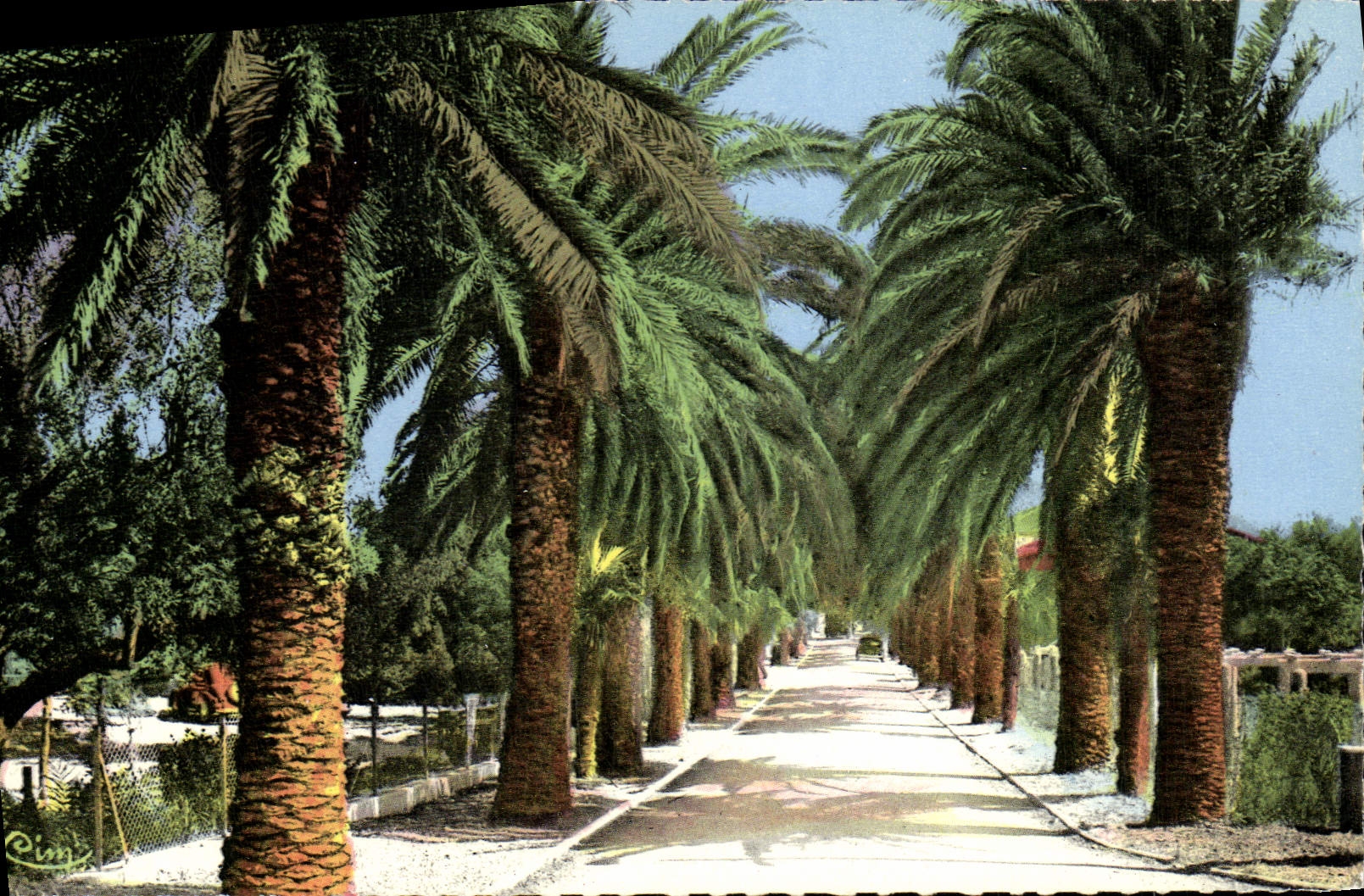 CPA St Cyr Les Lecques Allee des Palmiers