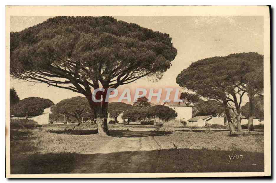 Pinos Marítimos — Saint-Tropez (Var) — Éditions d'Art Yvon, n° 218
