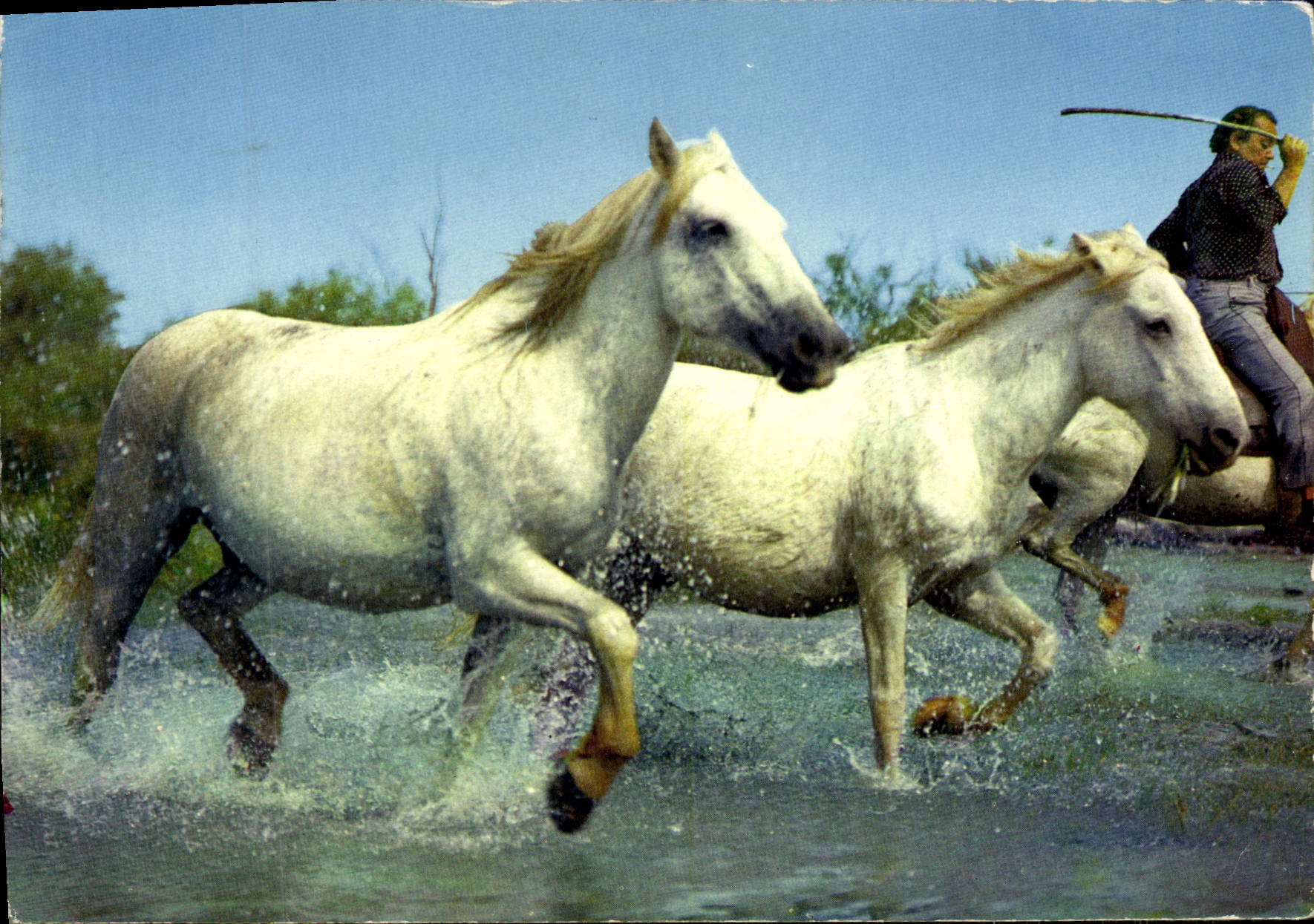 Deux chevaux blancs en pleine course dans l'eau — La Camargue — éditions de France n°13791