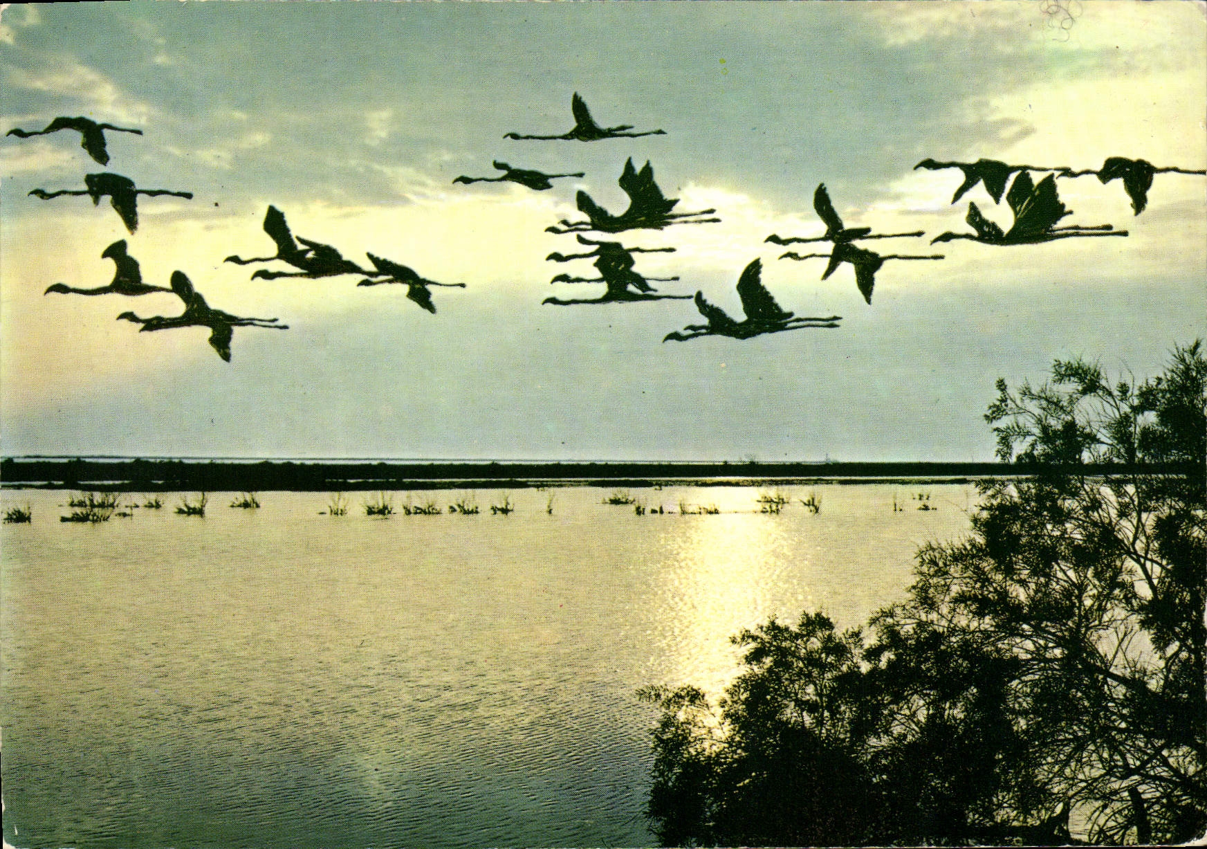 Vol de flamants roses — Scène de la vie de Camargue — REFLETS DE PROVENCE