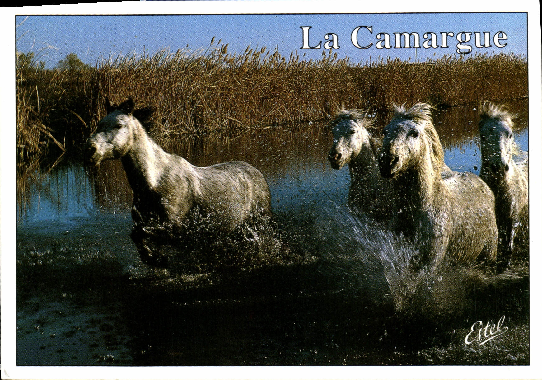 Chevaux de la Camargue — Estel — Édition Alliance Carterie - Recto