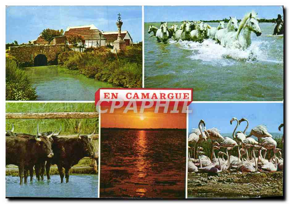 Camargue — paysages et animaux — Éditions S.L. - 10.025