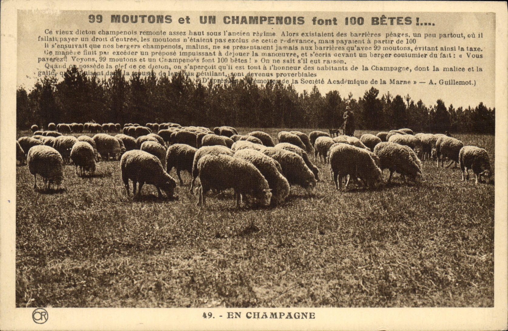 CPA Moutons et un Champenois font Betes Champagne