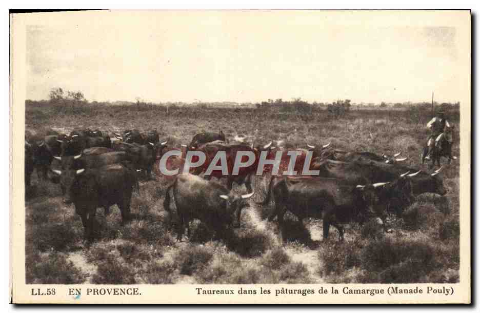 CPA En Provence Taureaux Dans Les Paturages de la Camargue Manade Pouly 