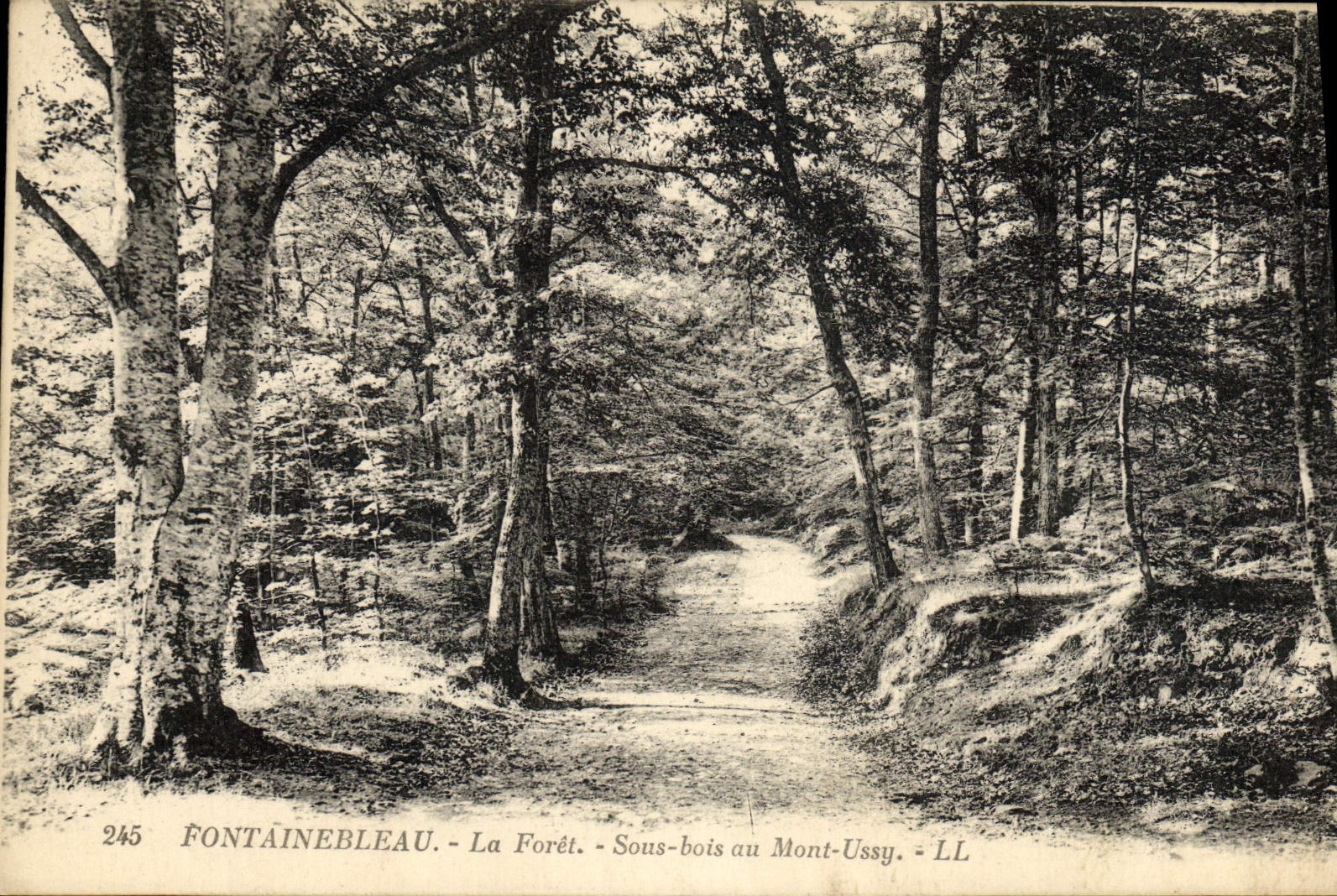 Fontainebleau — La Foresta. — Sotto la foresta nel Mont-Ussy. — LL — n° 245