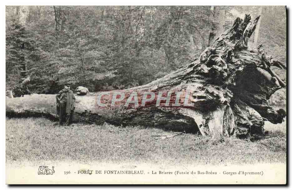 Forêt de Fontainebleau — La Briarée (Futaie du Bas-Bréau - Gorges d'Apremont) — CPAPHIL n°396
