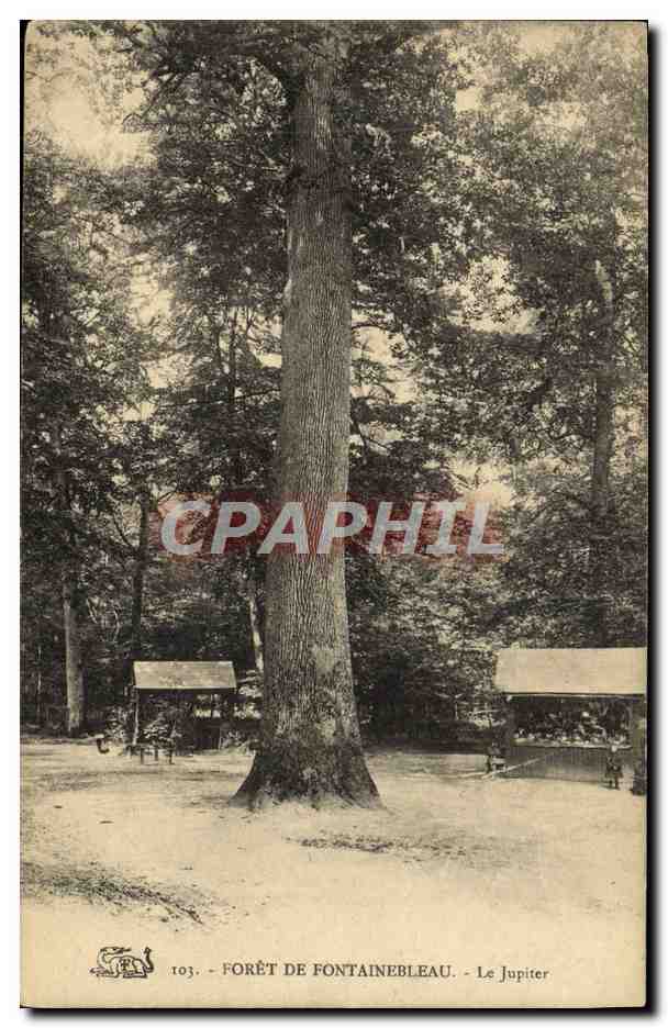 Wald von Fontainebleau — Der Jupiter — Antike Ansichtskarte 103