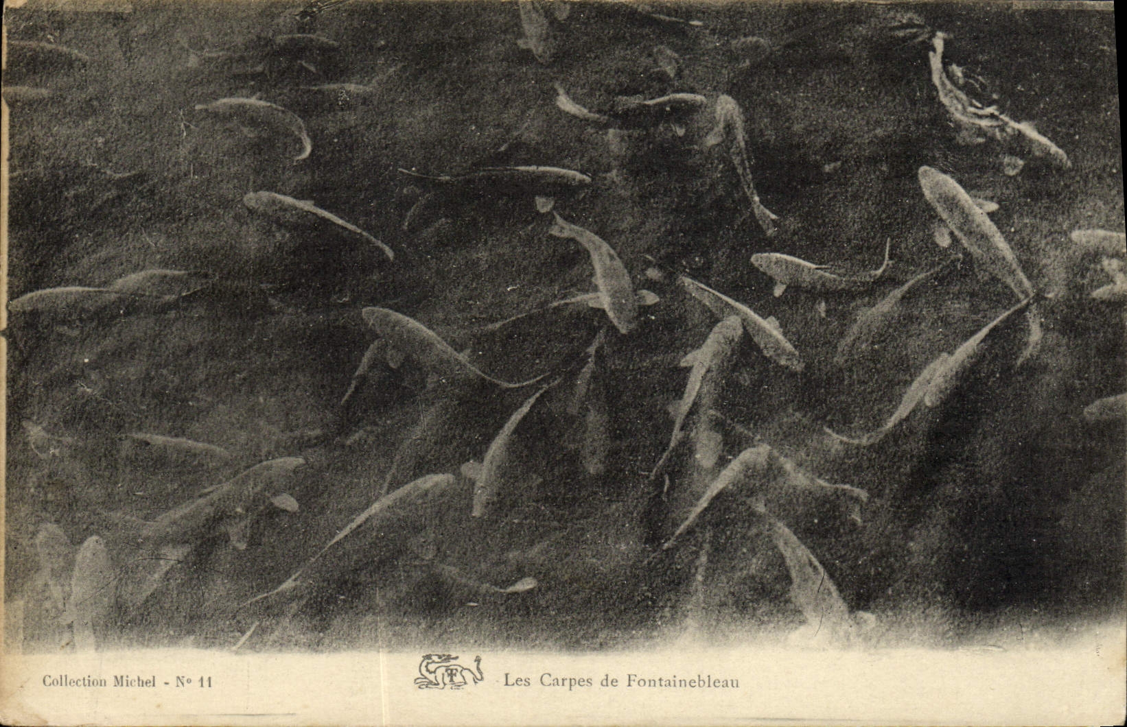 Le Carpe di Fontainebleau — Collezione Michel - N° 11