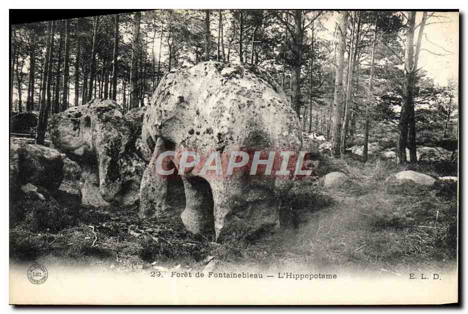 Bosque de Fontainebleau — El Hipopótamo — E. L. D.