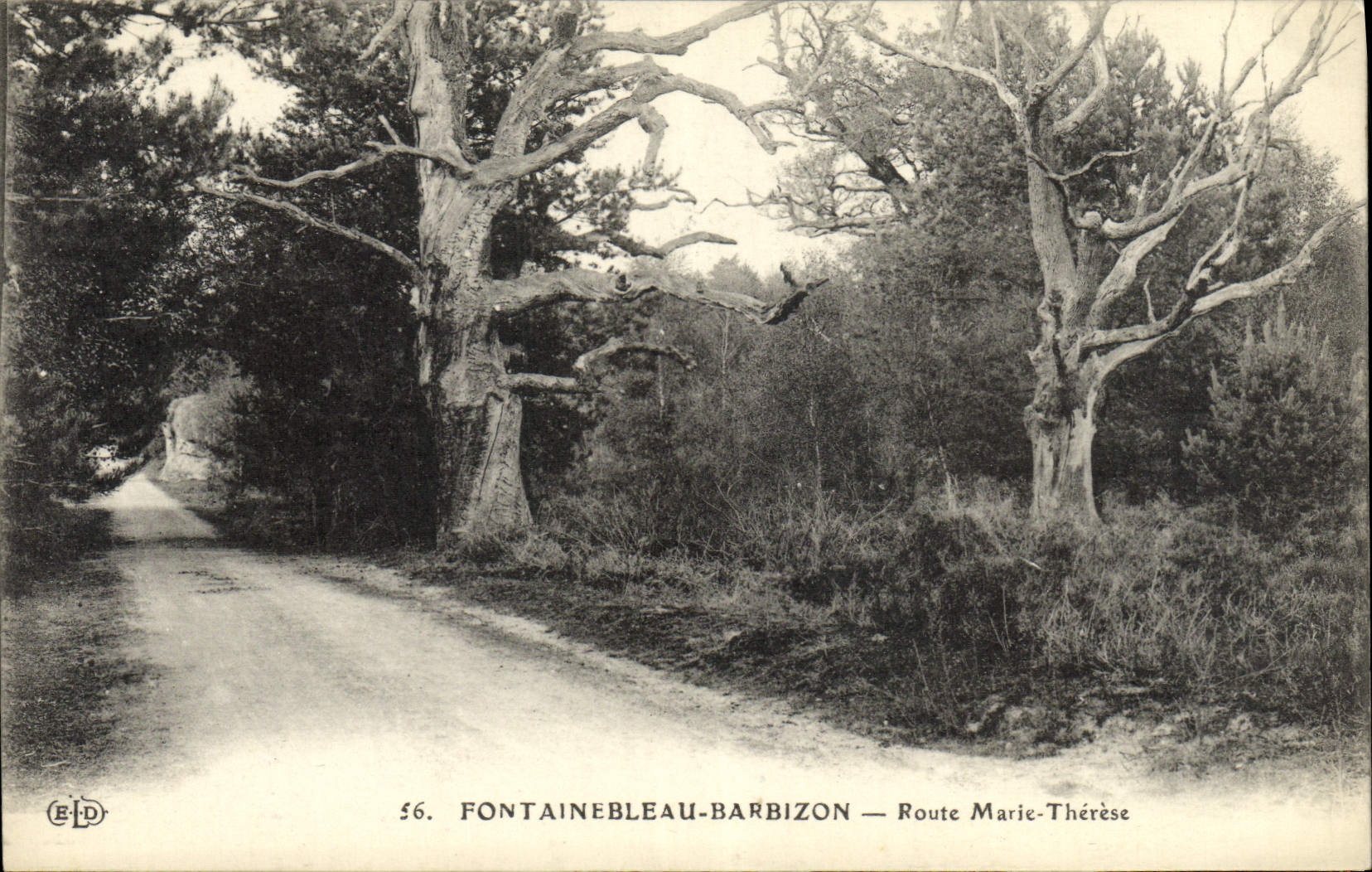 Fontainebleau-Barbizon — Route Marie-Thérèse — E.D. n°56