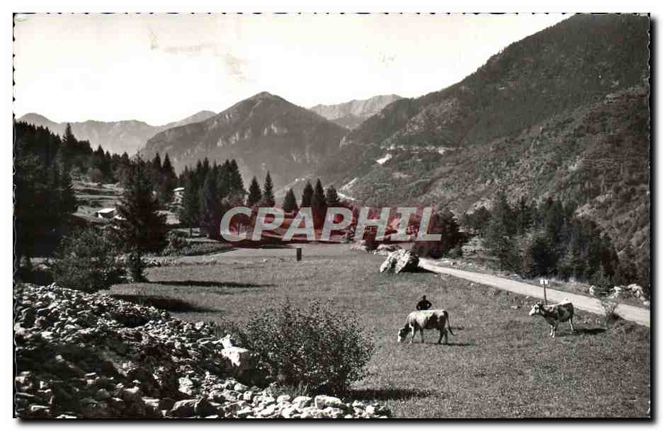 Vallée alpine — vaches paissant près d'une route — St-Martin-Vésubie (Alpes-Maritimes)