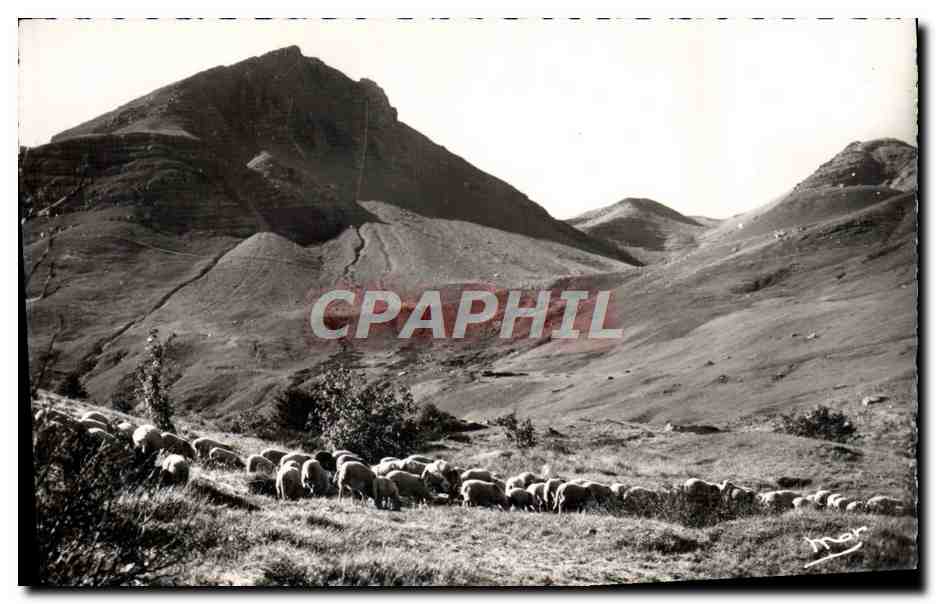 CPM Col d'Allos Paturages Moutons