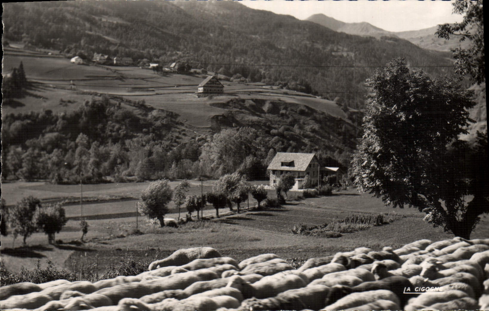 CPM Allos L'Hotel Vincent Moutons