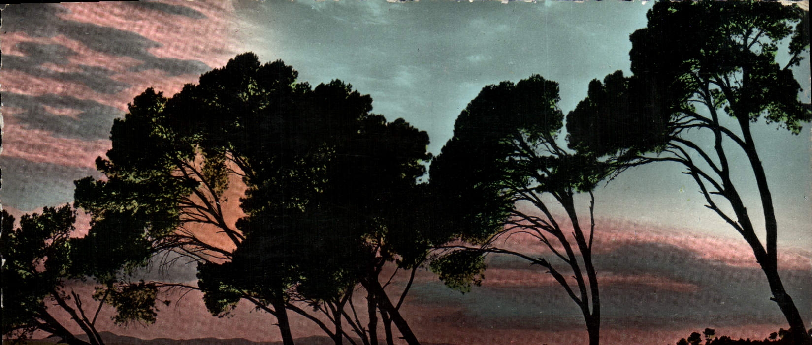CPM Cote d'Azur Coucher De Soleil A Travers Les Pins Parasols