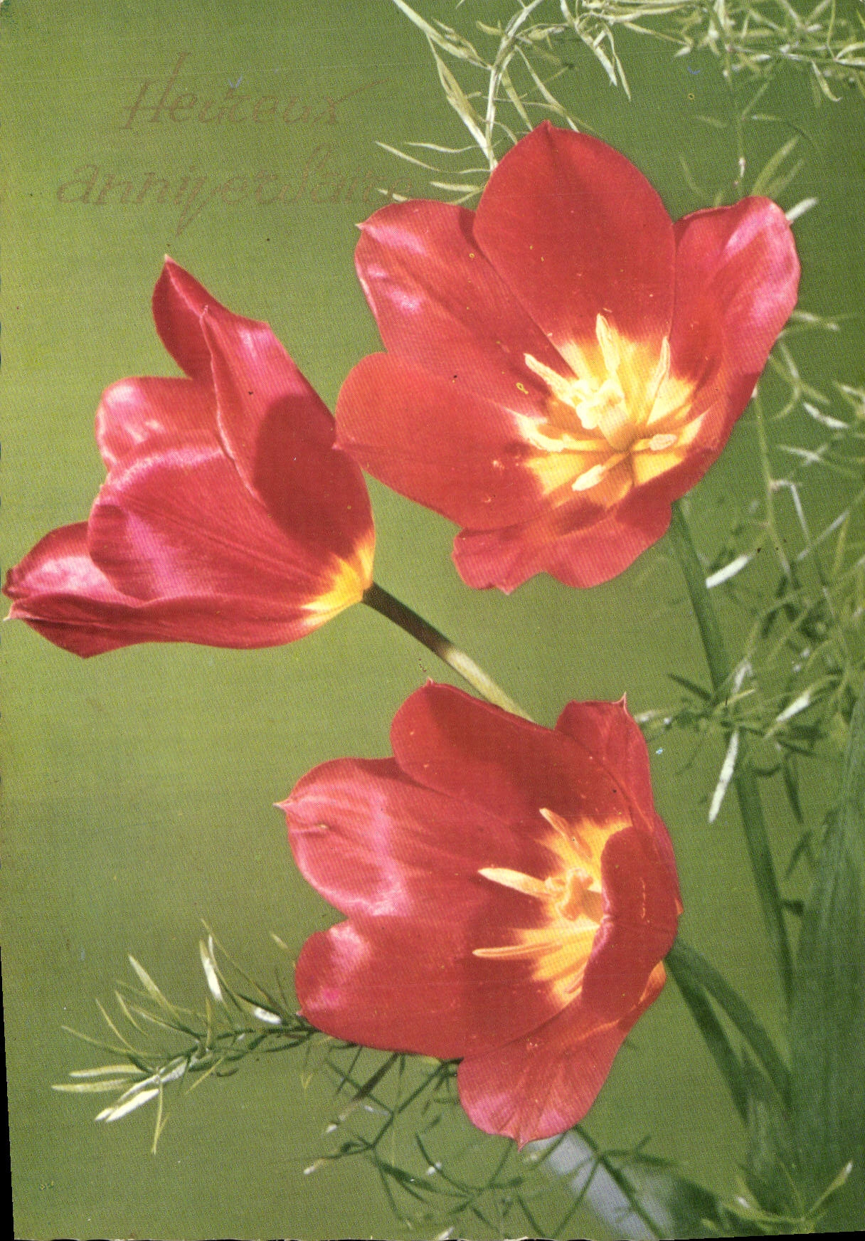 CPM Fleurs