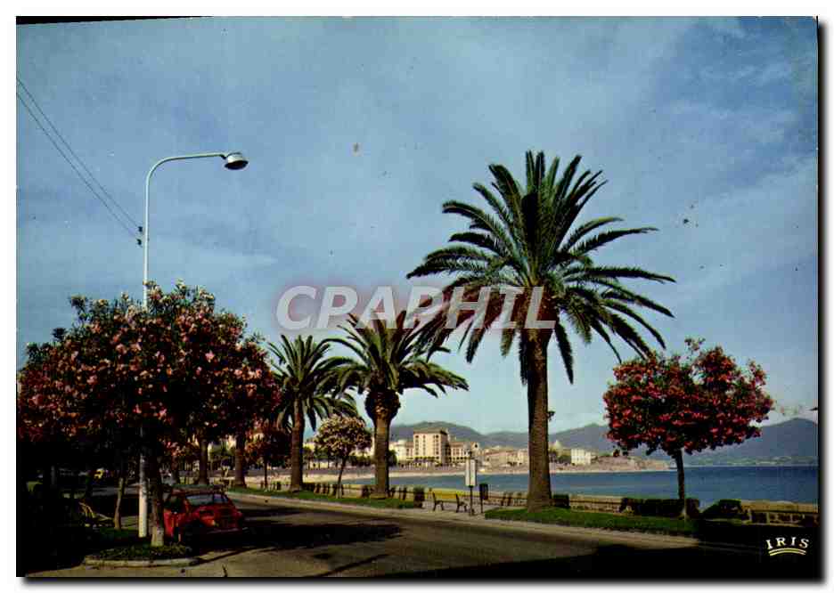 Ajaccio — Le boulevard Lantivy avec ses palmiers et lauriers roses — Édition 'La Cigogne', Iris