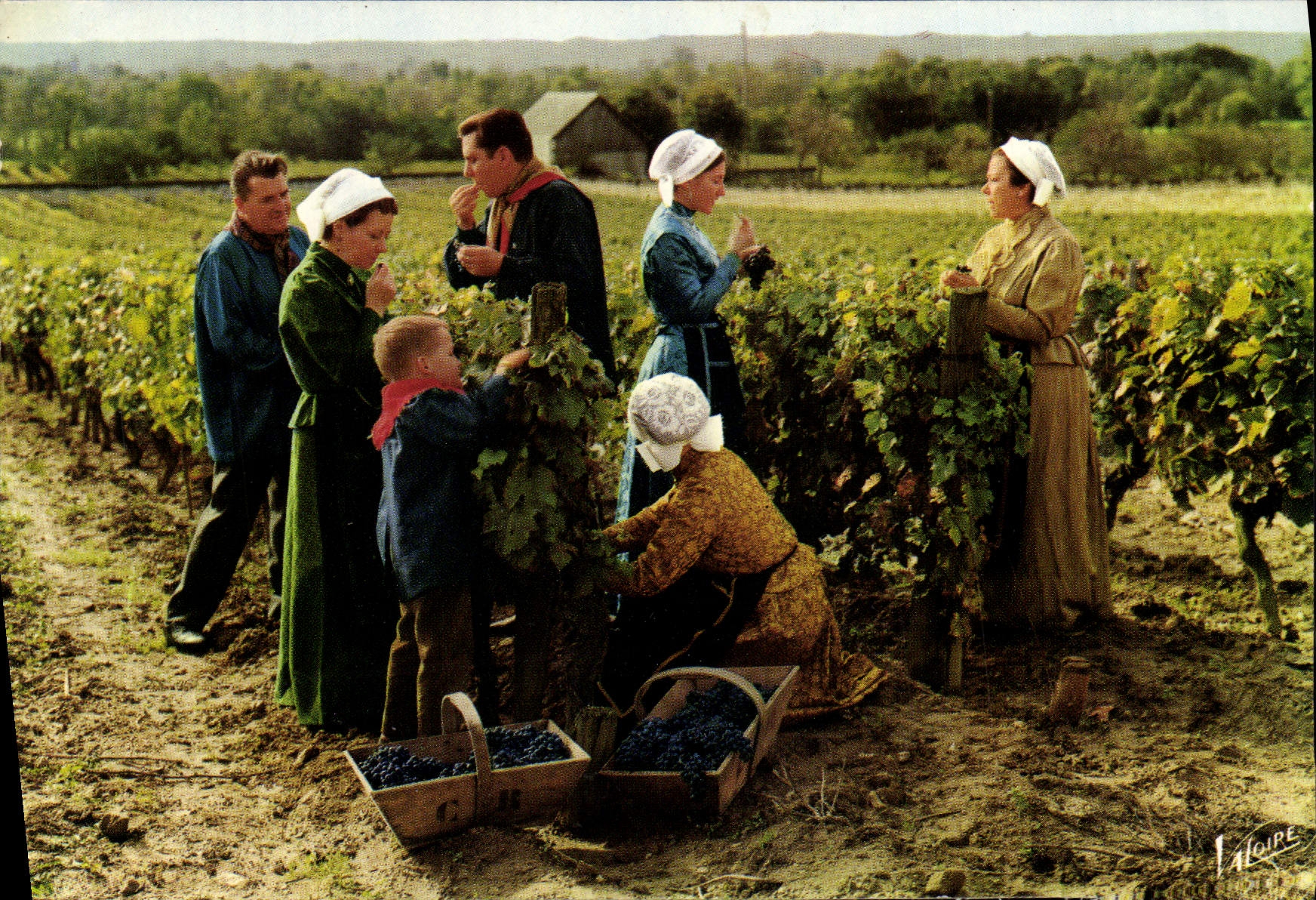 CPM Le Pays Tourangeau Groupe Folklorique a l'Heure Des Vendanges Folklore