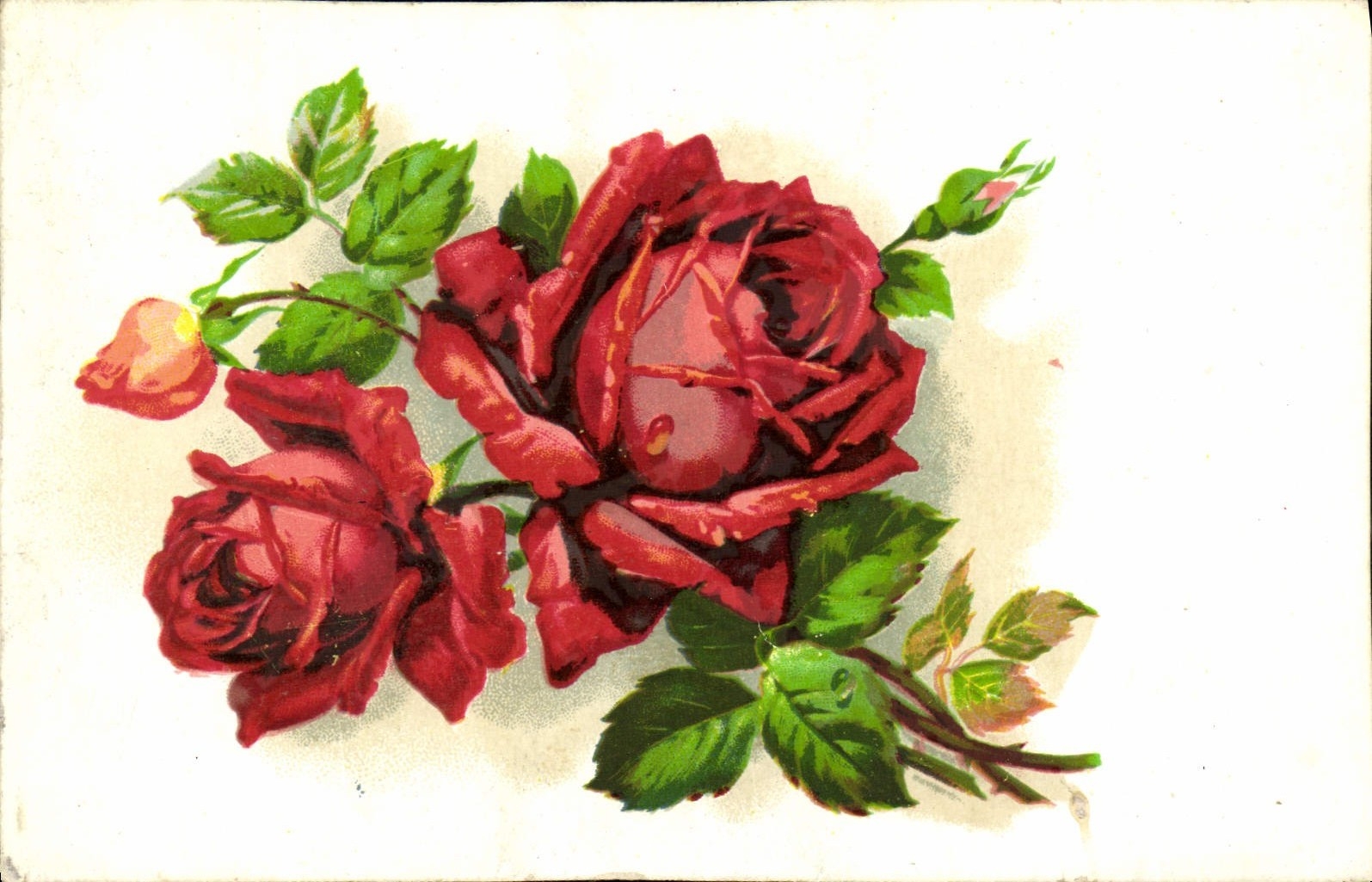 CPA Fleurs