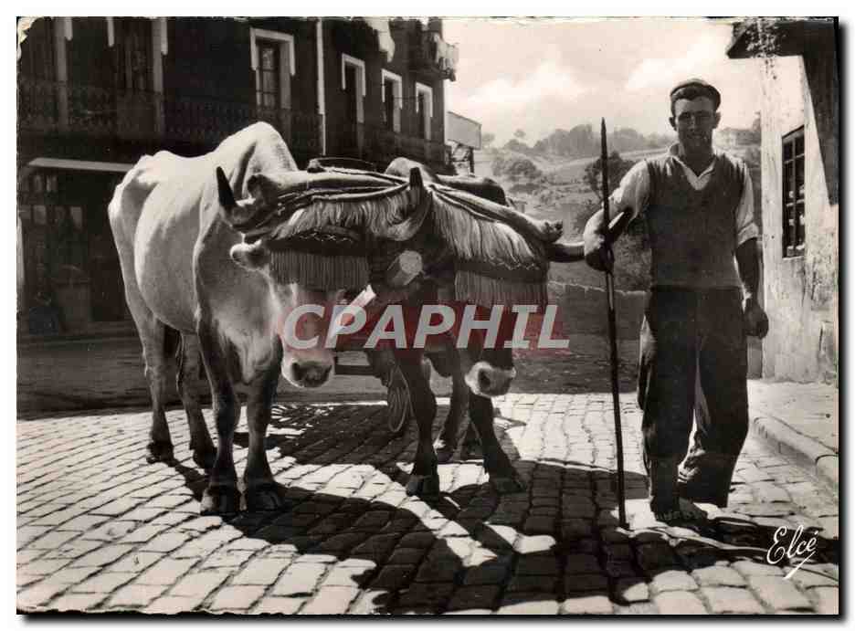 CPM Pays Basque Attelage Basque St Jean De Luz