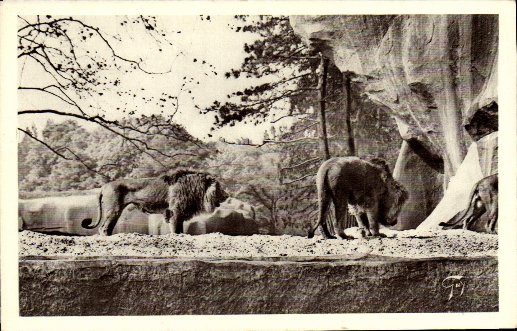 CPA Paris Jardin Zoologique De Vincennes Les Rochers Les Lions Zoo