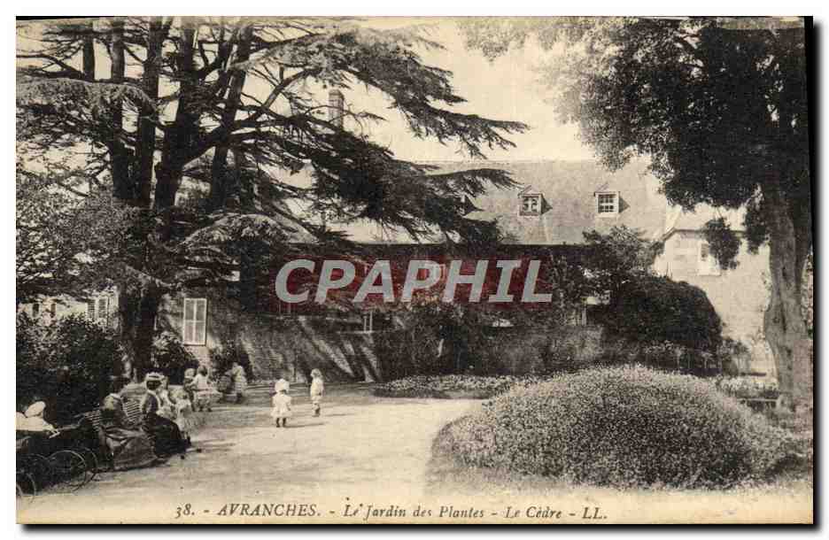 Avranches - Le Jardin des Plantes - Le Cèdre - LL. - n°38