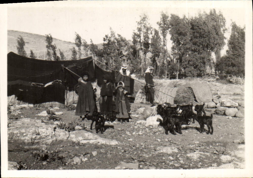 Photo Israel Bedouins Chevres