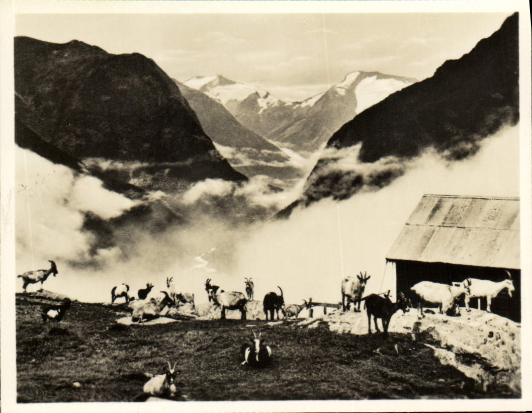 CPM Norge Fra Fjellet Chevre Chevres