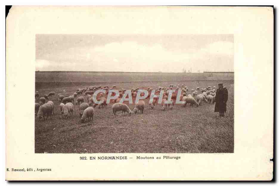 CPA En Normandie Moutons au Paturage Berger