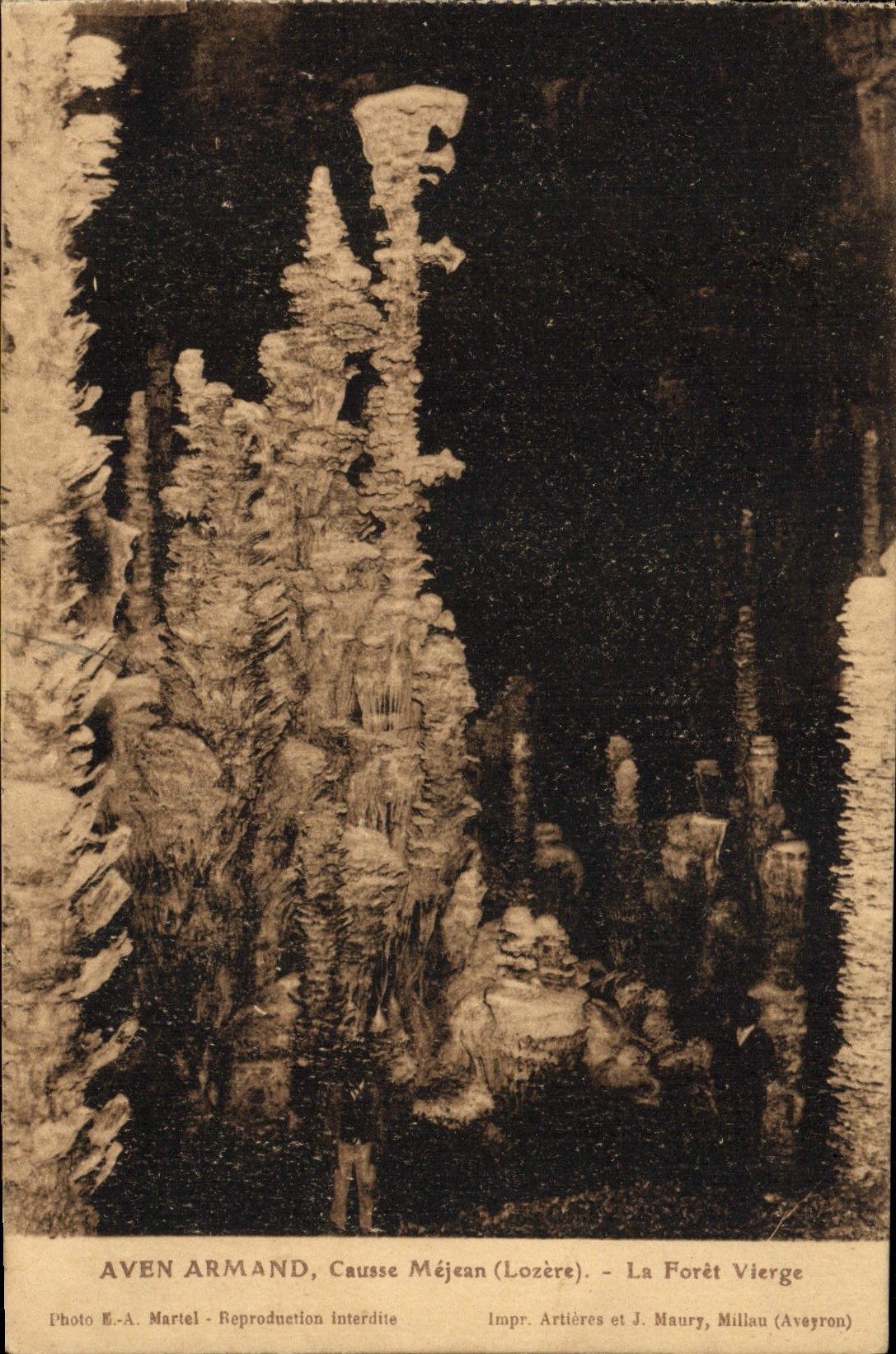 CPA Gorges Du Tarn Aven Armand La Foret Vierge Causse Mejean